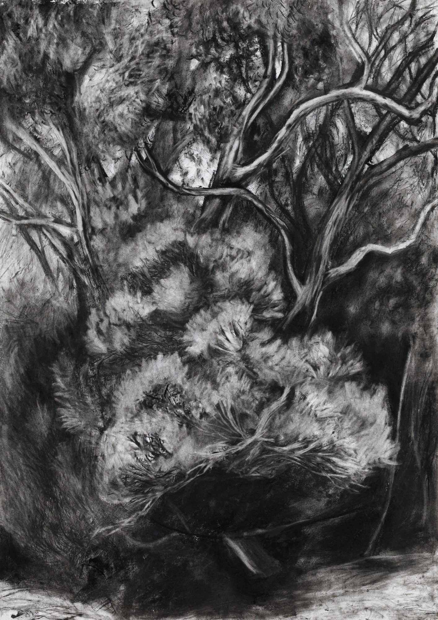 Washing line at the edge of the forest.