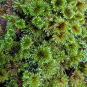 A green cushion of lush, feathery, rainforest moss